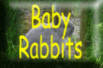 Baby Rabbits